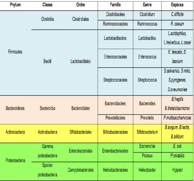 Tableau III : classification des espèces du microbiote intestinal [28]. 