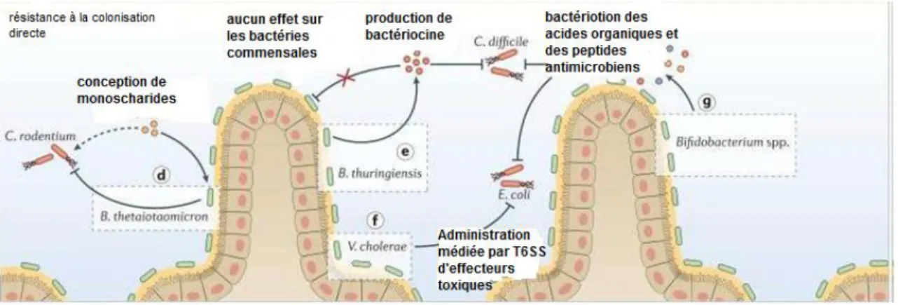 Figure 8: Fonction de protection du microbiote [15]. 