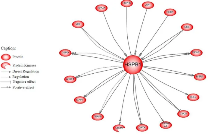 Figure 1. Network of the intersection between Hsp27 neighbours (HspB1 gene) and the 330 proteins of the tenderness interactome [11]