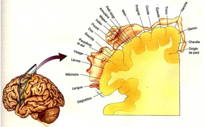 Figure 1: Homunuculus de Peinfield 