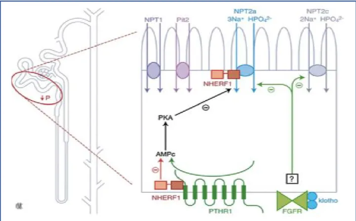 Figure 3: Cotransporteurs sodium/phosphate impliqués   dans la réabsorption tubulaire du  phosphate [33] 