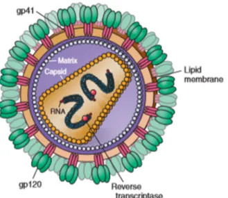 Figure 8 : Structure du VIH-1 incluant les protéines d’enveloppe gp41 et gp120, l’ARN  génomique, la transcriptase inverse, et les protéines p18 et p24 de matrice et de capside (15)