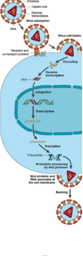 Figure 9 : Cycle de réplication du VIH depuis l’entrée du virus   dans la cellule cible jusqu’à la formation d’un nouveau virus (18)