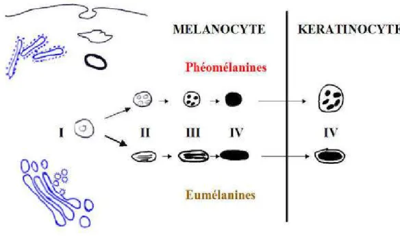 Figure 4: Quatres stades de maturation des mélanosomes. 