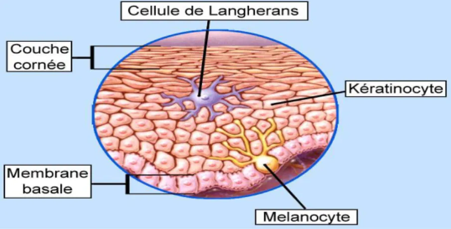 Figure 5: Cellules de Langerhans [10] 