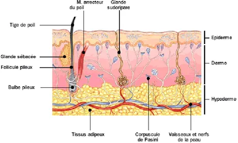 Figure 8: Vascularisation de la peau [7] 