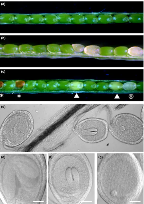 Fig. 6 Characterization of Arabidopsis gr2 gsh1 double mutants. (a) Wild-type (WT) silique at 14 d after fertilisation (DAF)