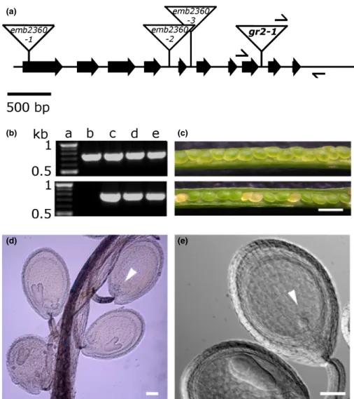 Fig. 1 Isolation and phenotypic characterisation of Arabidopsis gr2 null mutants. (a) Exon/intron structure of the Arabidopsis GR2 gene (At3g54660)
