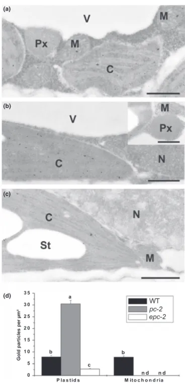 Fig. 2 Immunogold localisation of GR2 in plastid-complemented Arabidopsis gr2 deletion lines