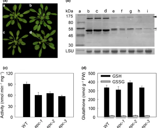 Fig. 3 Characterization of Arabidopsis lines expressing plastid-targeted GR2 controlled by its endogenous promoter