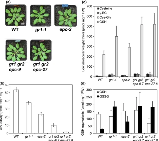 Fig. 4 Glutathione reductase activity and low-molecular-weight thiols of Arabidopsis gr1 gr2 double homozygous mutants complemented with plastid-targeted GR2.