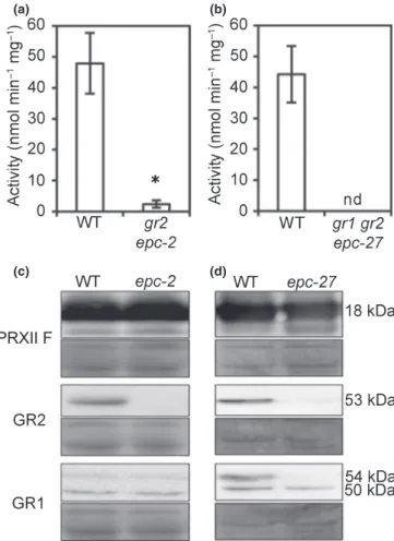 Fig. 5 Glutathione reductase activity in isolated mitochondria. Intact mitochondria were isolated from 2-wk-old hydroponically grown Arabidopsis plants (wild-type (WT) and epc-2 lacking endogenous GR2, or epc-27 lacking both endogenous GRs, respectively)
