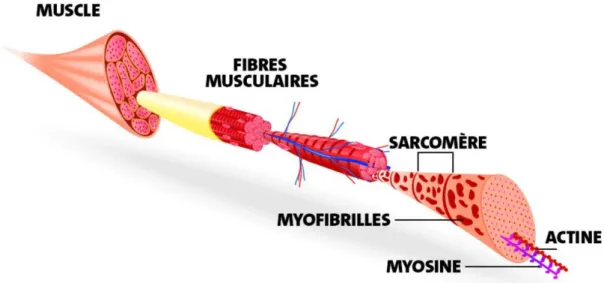 Figure 2 : Représentation schématique de la structure d'un muscle squelettique (source : istockphoto.com) 