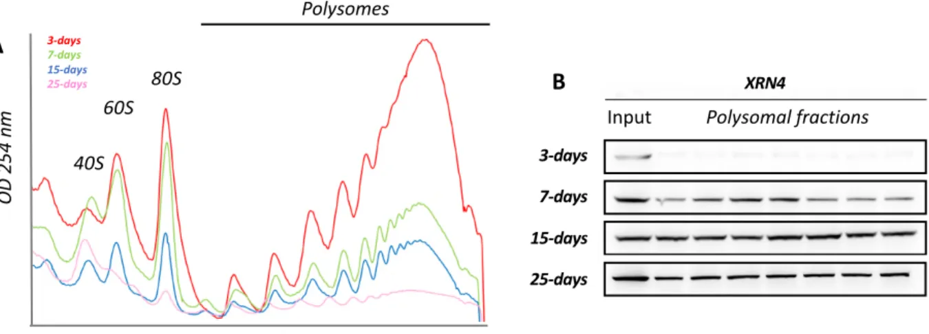 Figure 1 : XRN4 differentially accumulates in polysomes across seedling development. A