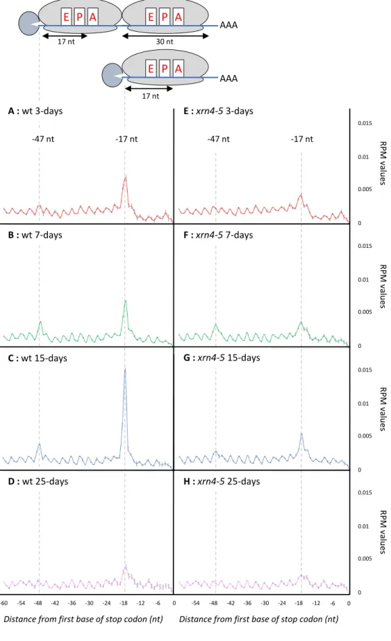 Figure 3 : Metagene analyses displaying the abundance of 5’P reads relative to stop codons