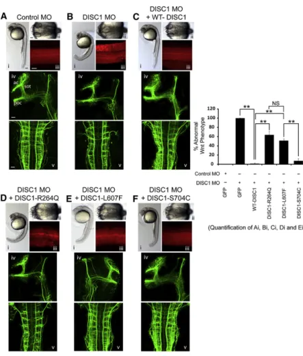 Figure 4. The DISC1 R264Q and L607F Variants Are Unable to Rescue Abnormal Brain Development in Zebrafish Due to DISC1 Loss of Function Embryos were injected with Control MO or Disc1 MO, together with mRNA encoding DISC1 variant proteins or GFP, and assaye