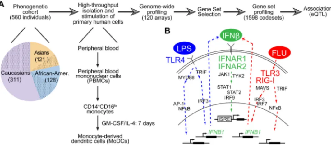 Fig. 1. A strategy to identify gene-by-environment interactions in the innate immune responses of primary human dendritic cells