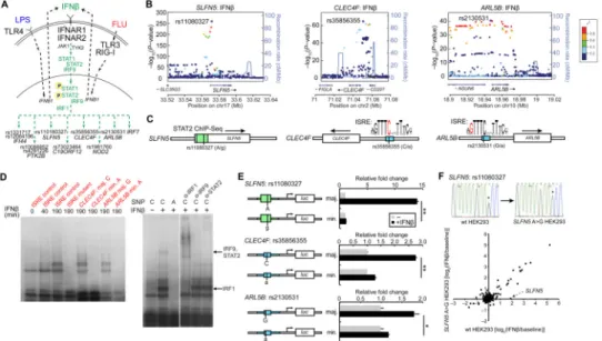 Fig. 4. Functional fine-mapping and mechanism of cis-reQTLs