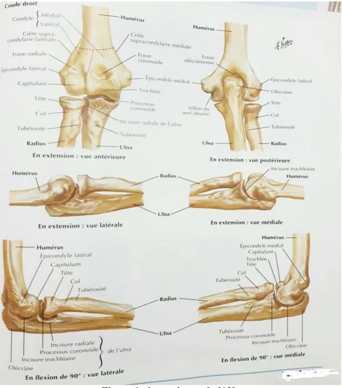 Figure 1 : les os du coude [12] 