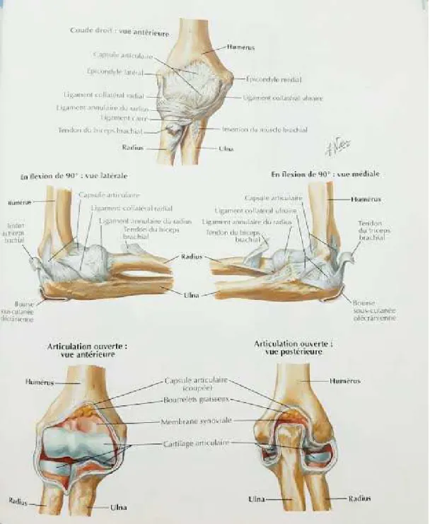 Figure 3 : Les ligaments du coude [14] 