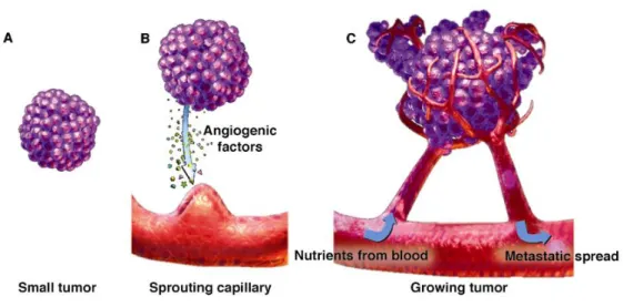 Figure II-2: Tumor development and angiogenesis. 