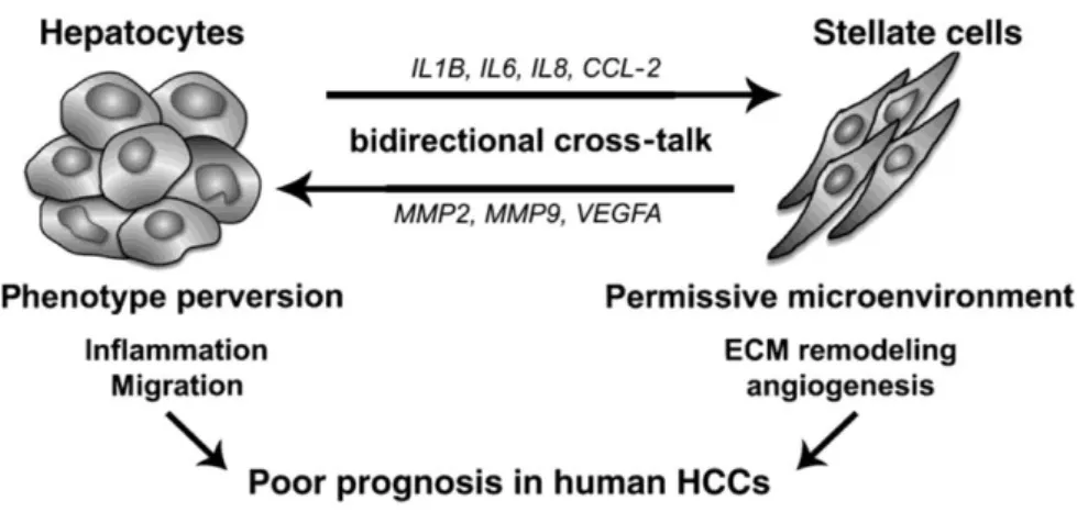 Figure III-5: Proposed model for molecular cross-talk between hepatocytesand activated HSCs in HCCs