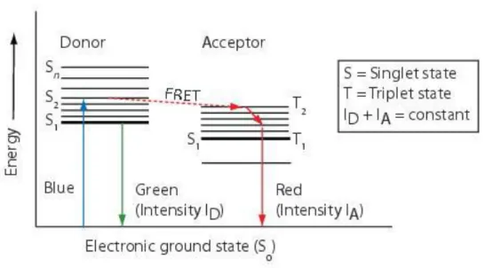 Figure V-5: Jablonski diagram - Principle of the Förster Resonance Energy Transfer (FRET).