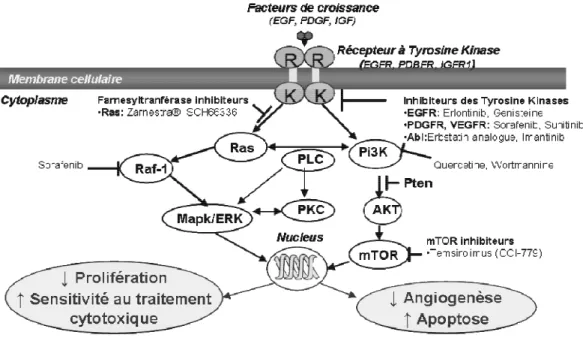 Figure 7 :  Schéma de l’activation des voies  moléculaires de signalisation dans les gliomes et leur  modulation par les thérapies ciblées