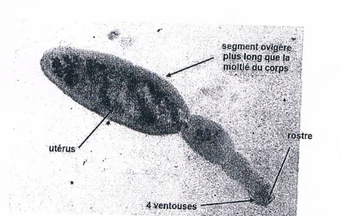 Figure 9 : Adulte d’Echinococcus granulosus [57] 