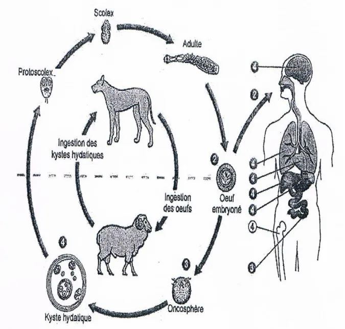Figure 12 : Schéma du cycle biologique d’Echinococcus granulosus [76] 