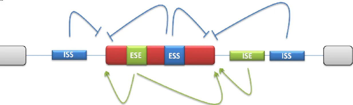 Figure 5 : Régulation de l’épissage alternatif par les éléments cis régulateurs. L’exon alternatif au centre  (en rouge) est  entouré par deux exons constitutifs (en gris)