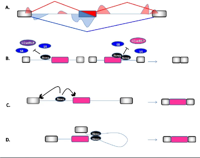 Figure  11  :  Régulation  de  l’épissage  alternatif  par  Nova.  (A)  L’exon  alternatif  est  central,  bordé  par  deux exons constitutifs (en gris).La carte Nova montre les sites de liaison prédits pour avoir une action 