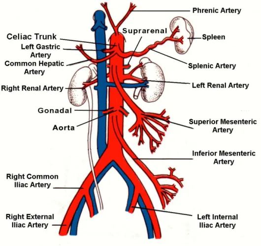 Figure 1. Anatomie de l’aorte abdominale. 