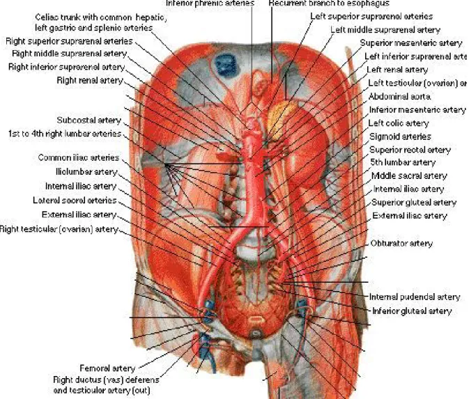 Figure 2. L’aorte abdominale et ses différentes branches. 