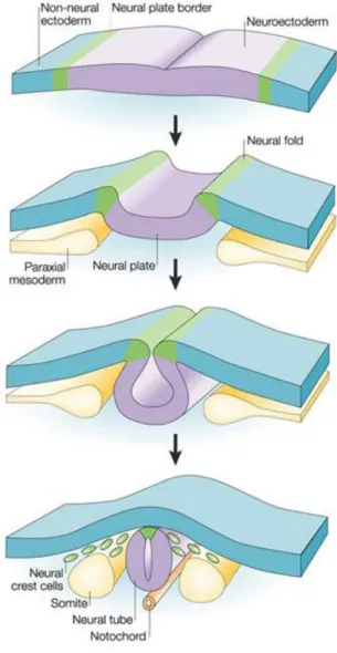 Figure 5. Neurulation. Au cours de la neurulation, le bord de la plaque neurale   (Neurale plate border, en vert) va former la plaque neurale (neural plate, en violet) puis le  tube neural (neural tube, en violet)