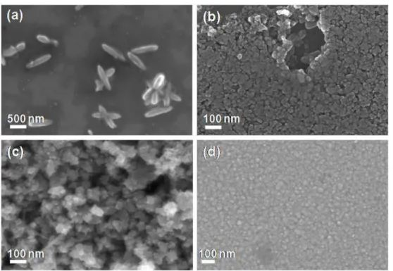 Figure II. 16 : Images MEB (à gauche vue de dessus et à droite vu en coupe) de la nanostructure  obtenue par synthèse hydrothermale avec une couche d’accroche de titane métallique oxydé