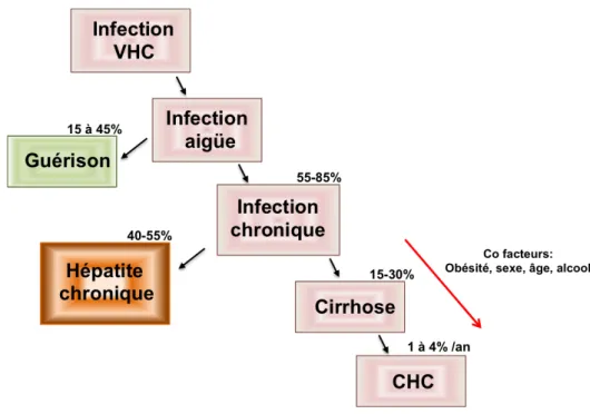 Figure 1: Evolution de l’infection par le VHC 