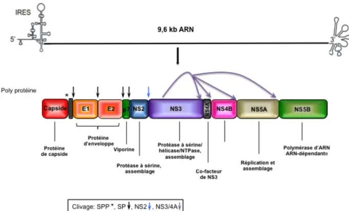 Figure 2 : Schéma du génome et de la poly-protéine du VHC   
