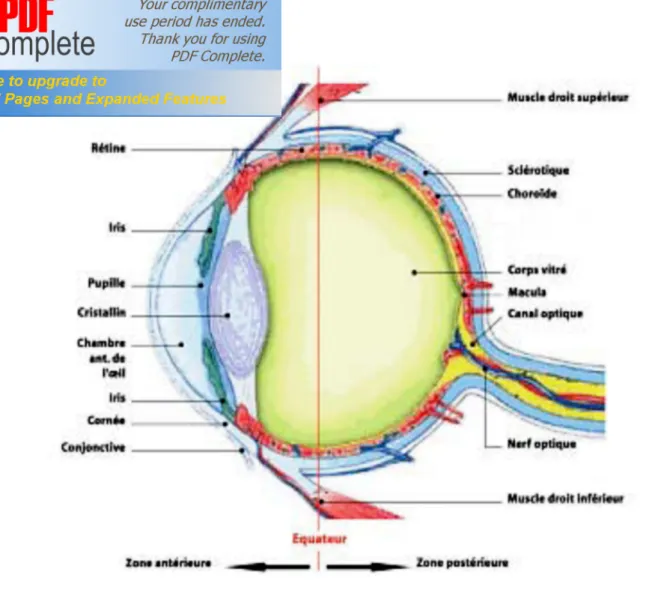 Fig. 1 : Anatomie de l’œil 