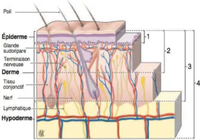 Figure 16 : Coupe histologique du derme et de l'épiderme :   Degré de correspondance des brûlures