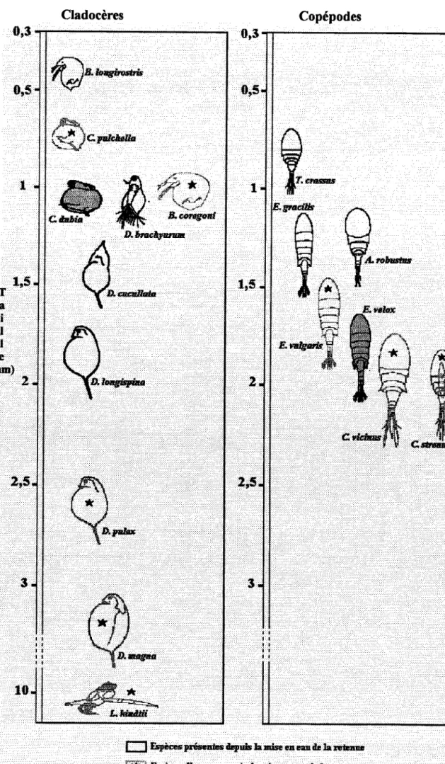 Figure 16: Repartition  de la structure  de taille des principales  espèces  de crustacés planctoniques  rencontrées  dans la retenue  du Mirgenbach  de 1986 à 1992.