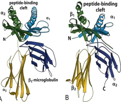 Fig.   2.2  Schematic   representation  of   the   MHC   I   and   II   extracellular   domains   coming   from  crystallographic results