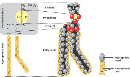 Figure 7.10  Schematic representation of a phospholipid. The glycerol portion of the molecule is between  the two fatty acids (below) and the phosphate group with some methyl and amino groups (above).
