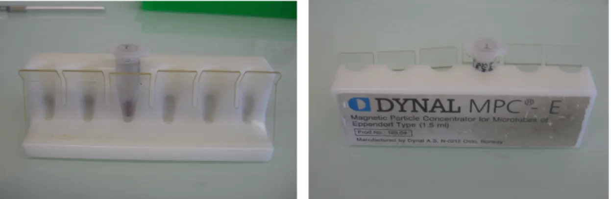 Figure 8.2   Dynal MPC-E magnet. This instrument, which can support six tubes of 1.5 ml, allows to  separate the pellet from the supernatant which is repeatedly removed.