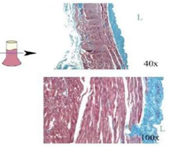 Figure 2: Manchons myocytaires veineux pulmonaires. Section d’une VP de chien  (coloration au trichrome de Masson)