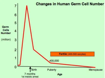 Fig 8: Variation du nombre des cellules germinales durant la vie de la femme. 