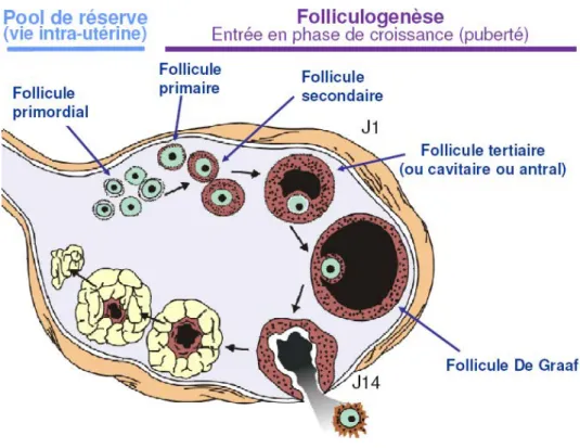 Fig 10: Evolution des follicules gamétogénès. 