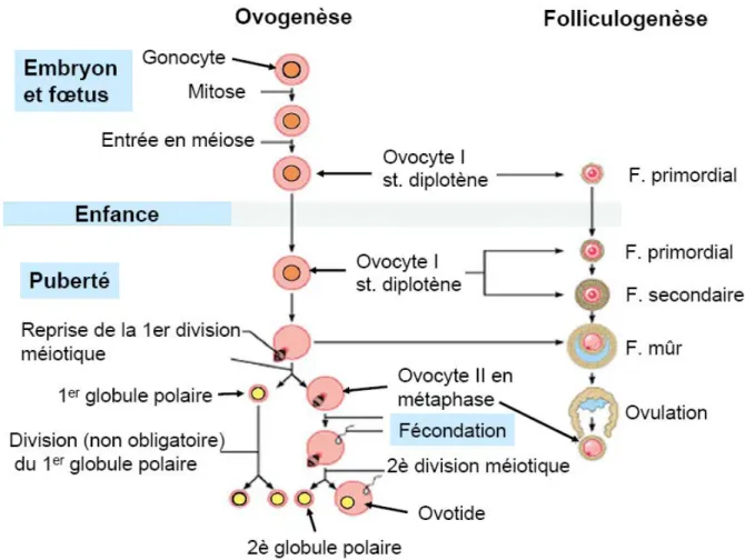 Fig 11: Chronologie de l’ovogenèse et la folliculogenèse. 