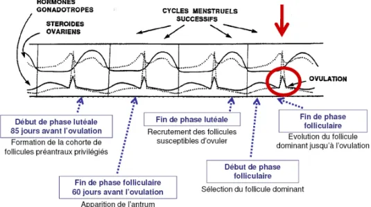Fig 12 : Dynamique de la folliculogenèse par apport aux cycles menstruels d’après  Gougeon A 