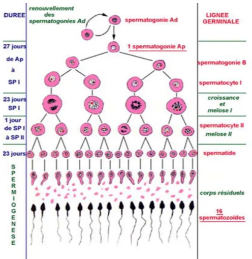 Fig 14: Les étapes de la spermatogenèse. 